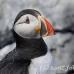 puffin_atlantic_msi_h_2696_can2082.jpg